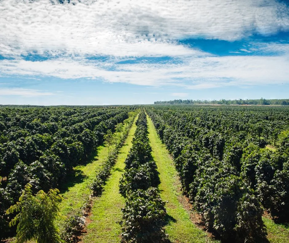 Skąd Pochodzi Twoja Kawa? Jak Kraj Uprawy Wpływa na Jej Smak?