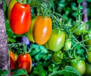Czy Wszystkie Pomidory Są Takie Same? Smak w Zależności od Kraju Uprawy i Najlepsze Odmiany z Włoch