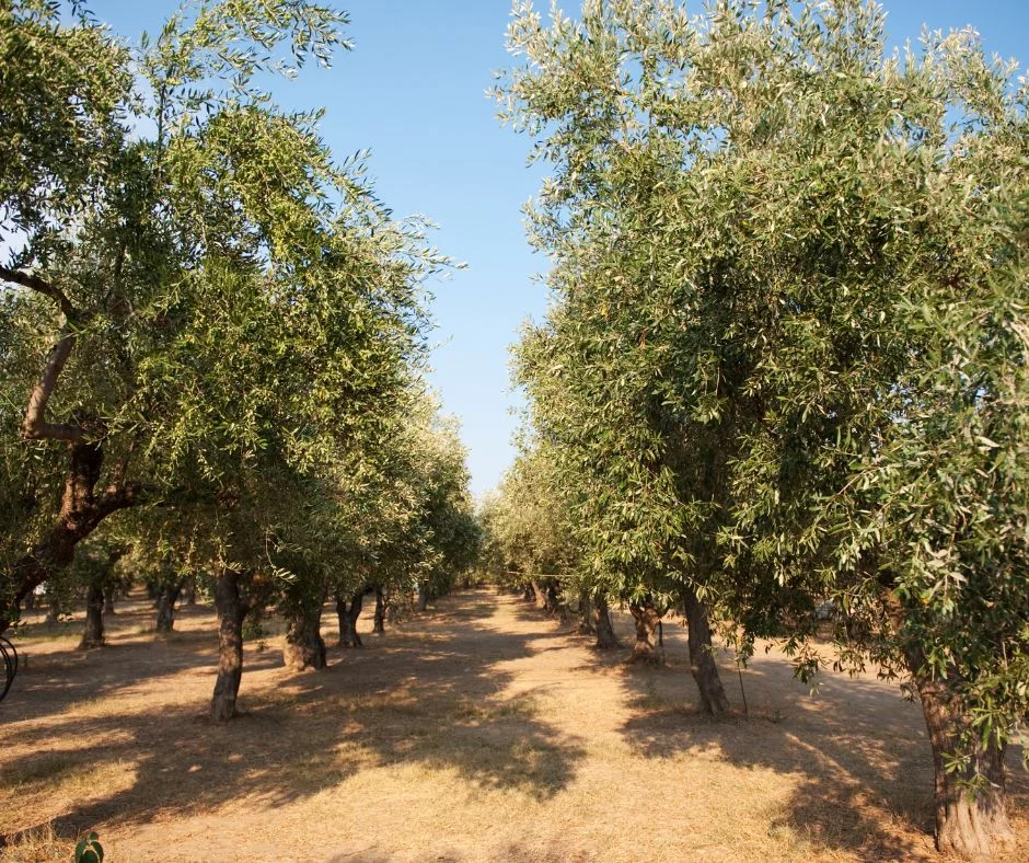 Jak Rozpoznać Dobrej Jakości Oliwę z Oliwek?
