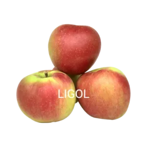 LIGOL