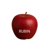 RUBIN