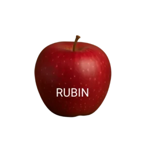 RUBIN